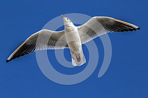 Portsmouth seagull photo