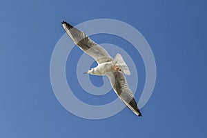 Portsmouth seagull photo