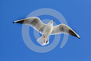 Portsmouth seagull photo