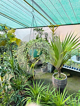 Portuacaria afra variegated Jade plant in a hanging pot