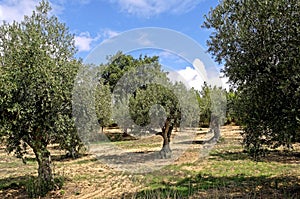 Portugal, Alentejo: Olive tree photo
