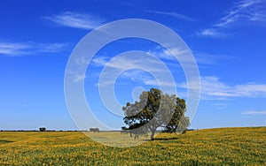 Portugal, Alentejo Region, Evora. Cork oak tree. Quercus suber.