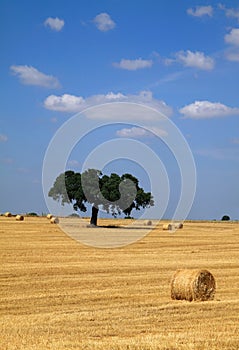 Portugal, Alentejo Region, Evora. Cork oak tree. Quercus suber.