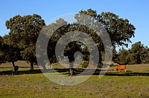 Portugal, Alentejo Region, Evora cork oak tree. Quercus suber.