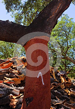 Portugal, Alentejo Region. Newly harvested cork oak. Quercus suber.