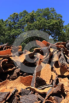 Portugal, Alentejo Region. Newly harvested cork oak. Quercus suber.
