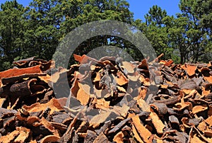 Portugal, Alentejo Region. Newly harvested cork oak. Quercus suber.