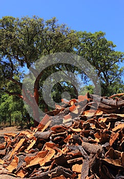 Portugal, Alentejo Region. Newly harvested cork oak. Quercus suber.