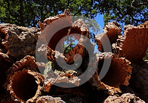 Portugal, Alentejo Region. Newly harvested cork oak. Quercus suber.