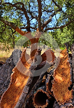 Portugal, Alentejo Region. Newly harvested cork oak. Quercus suber.