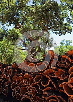 Portugal, Alentejo Region. Newly harvested cork oak. Quercus suber.
