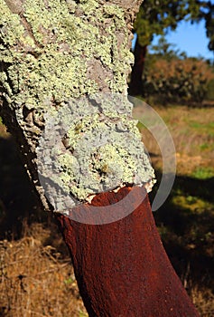 Portugal, Alentejo Region. Newly harvested cork oak tree. Quercus suber.