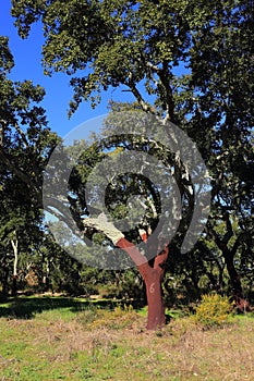 Portugal, Alentejo Region. Newly harvested cork oak tree. Quercus suber.