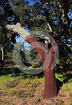 Portugal, Alentejo Region. Newly harvested cork oak tree. Quercus suber.
