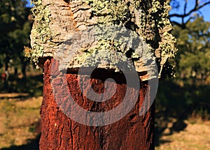 Portugal, Alentejo Region. Newly harvested cork oak tree. Quercus suber.