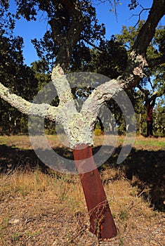 Portugal, Alentejo Region. Newly harvested cork oak tree. Quercus suber.