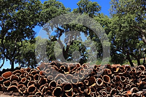 Portugal, Alentejo Region. Newly harvested cork oak trees. Quercus suber.