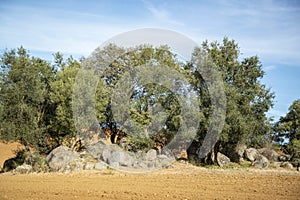 PORTUGAL ALENTEJO REGUENGOS photo