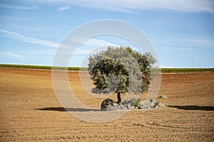 PORTUGAL ALENTEJO REGUENGOS photo