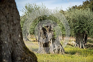 PORTUGAL ALENTEJO REGUENGOS photo