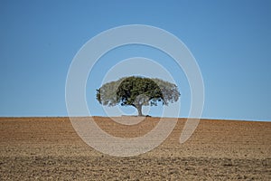 PORTUGAL ALENTEJO TERENA photo