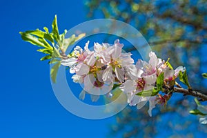 Portugal, Algarve (Europe) - Almond flower blossom in spring