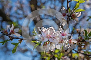 Portugal, Algarve (Europe) - Almond flower blossom in spring