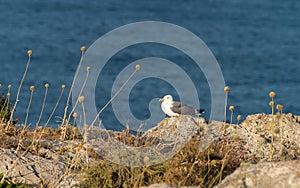 Portugal, Algarve, Sagres Fortress, Gulls Nest, Fortaleza del Sagres, Nido de Gaviotas