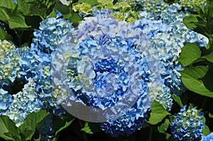 Portugal. Blue Hydrangea or Hortensia - Hydrangea macrophyl