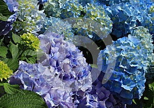 Portugal. Blue Hydrangea or Hortensia - Hydrangea macrophyl