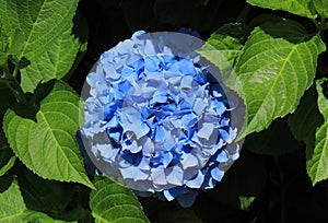 Portugal. Blue Hydrangea or Hortensia - Hydrangea macrophyl