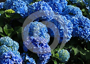 Portugal. Blue Hydrangea or Hortensia - Hydrangea macrophyl