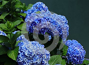 Portugal. Blue Hydrangea or Hortensia Hydrangea macrophylla