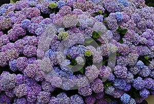 Portugal. Blue, and mauve Hydrangea or Hortensia Hydrangea macrophylla photo