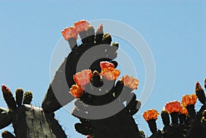Portugal- Close Up of Colorful Prickly Pear Cactus Blooms Against a Clear Sky