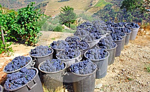 Portugal, Douro valley: Grapes photo