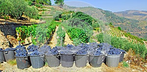 Portugal, Douro valley; harvested Grape