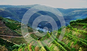 Portugal Douro Valley Vineyards Landscape