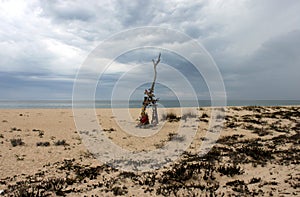 Portugal. Ilha deserta. Sand with branch and sea on blue sky background, horizontal view. South point of Portugal. photo