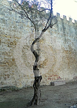 Portugal, Lisbon, 1 R. de Santa Cruz do Castelo, Saint George\'s Castle, courtyard of the fortress, lonely sad tree