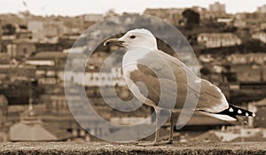 Portugal. Porto city. The seagull on the background of the aerial view over the Porto. In Sepia toned. Retro style