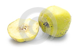 Portugal quince or pear quince (Cydonia oblonga) isolated on whi photo