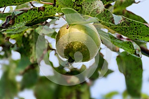 Portugal quince or pear quince in the tree (Cydonia oblonga)