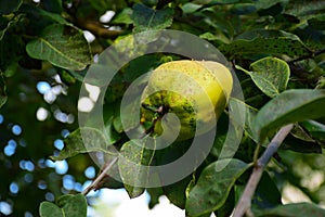 Portugal quince or pear quince in the tree (Cydonia oblonga)