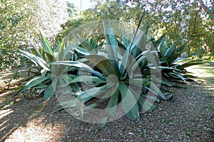 Portugal, Sintra, Parques de Sintra da Monte da Lua S.A., nature in the park photo