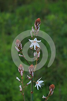 Asphodel in bloom in Portugal. Asphodelus Aestivus