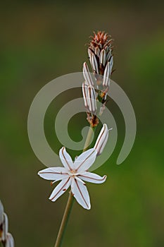 Asphodel in bloom in Portugal. Asphodelus Aestivus photo