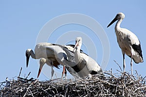 Portugal - Stork in south Portugal - Cigognes au nid Sud Portugal