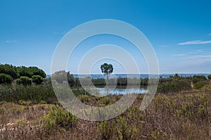 Portugal - Trees and meadow