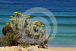 Portugal. Wild flowers on Atlantic cliff. photo